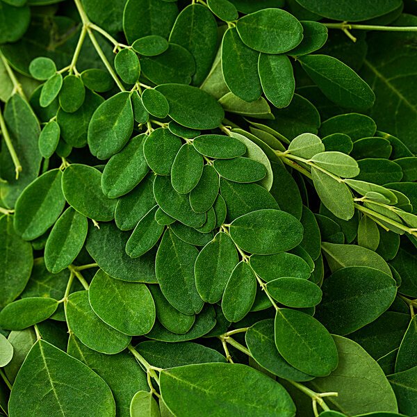 Moringa Leaves
